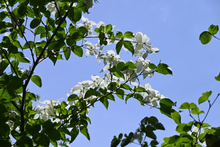 Kousa dogwood ( Cornus kousa ) flowers. Cornaceae deciduous tree. It blooms in early summer with white petal-like bracts. The ripe fruitns in autumn and is edible.の写真素材