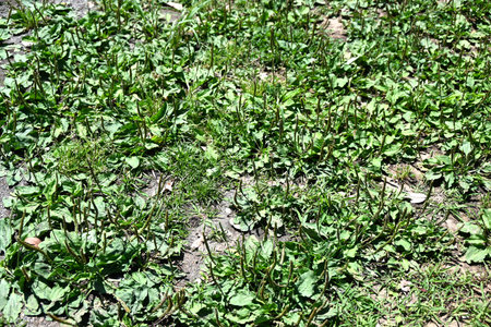 Plantain (Plantago asiatica) flowers. It grows on roadsides and blooms small pale purple flowers from spring to autumn. Young leaves are edible and have medicinal properties.の写真素材