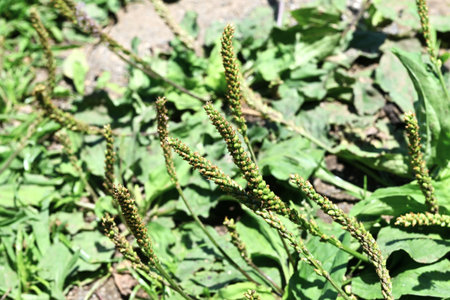 Plantain (Plantago asiatica) flowers. It grows on roadsides and blooms small pale purple flowers from spring to autumn. Young leaves are edible and have medicinal properties.の写真素材