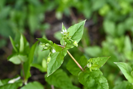 Giant chickweed (Stellaria aquatica) flowers. Caryophyllaceae plants. White flowers with five petals, but because they are bisected they appear to have ten petals.の写真素材