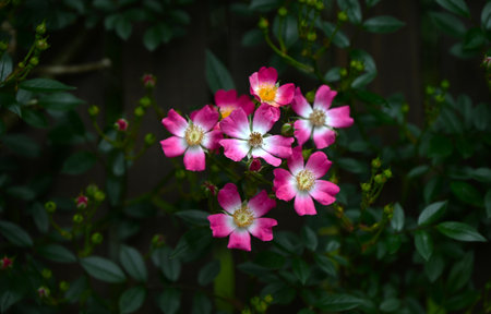 Roses in full bloom in the rose garden. This flower is still the national flower of many countries, including the UK.の写真素材