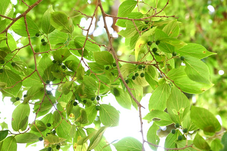 Chinese hackberry ( Celtis sinensis ) Leaves and immature fruit. Cannabaceae deciduous tree. The...