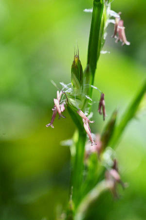 Hybrid ryegrass flowers. In early summer, many spikelets hang down from the ear. It is an important pasture plant for livestock, but is also a cause of hay fever in the Poaceae.の写真素材