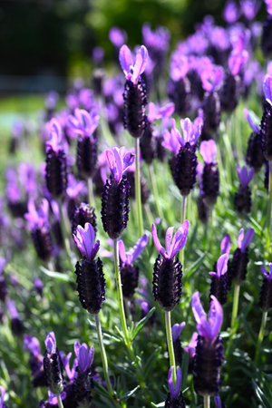 French lavender flowers. Lamiaceae herb. It is characterized by four beautiful purple bracts that look like petals at the tip of the flower spike. It blooms in early summer.の写真素材