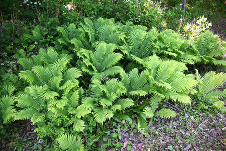 Ostrich fern leaves. A perennial fern that grows in shady areas and spreads its large, feathery leaves gracefully. The young leaves in spring are edible.の写真素材