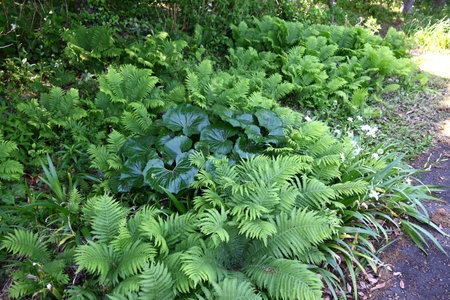 Ostrich fern leaves. A perennial fern that grows in shady areas and spreads its large, feathery leaves gracefully. The young leaves in spring are edible.の写真素材