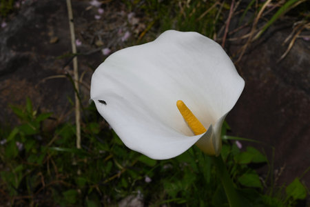 Calla lily (Zantedeschia) flowers. Araceae bulbous plants. Yellow spadix with white spathe blooms from spring to summer.の写真素材