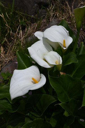 Calla lily (Zantedeschia) flowers. Araceae bulbous plants. Yellow spadix with white spathe blooms from spring to summer.の写真素材