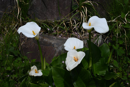 Calla lily (Zantedeschia) flowers. Araceae bulbous plants. Yellow spadix with white spathe blooms from spring to summer.の写真素材