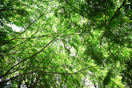 Fresh green leaves of Japanese maple. Natural seasonal color background material.の写真素材