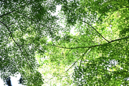 Fresh green leaves of Japanese maple. Natural seasonal color background material.の写真素材