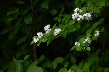 Fuzzy deutzia flowers. hydrangeaceae deciduous shrub. Bright five-petal flowers bloom in early summer.の写真素材
