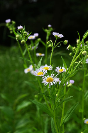 Annual fleabane (Erigeron annuus) flowers. It produces a yellow tubular flower in the center with...