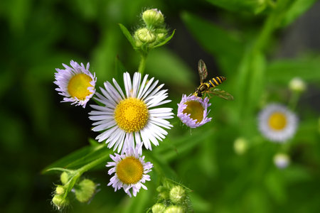 Annual fleabane (Erigeron annuus) flowers. It produces a yellow tubular flower in the center with white ligules around it.の写真素材