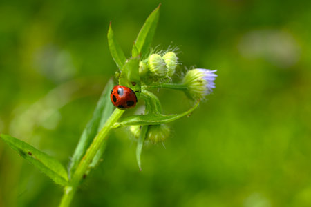 A ladybug on a plant with white petals and green leaves. The background is blurred and green.