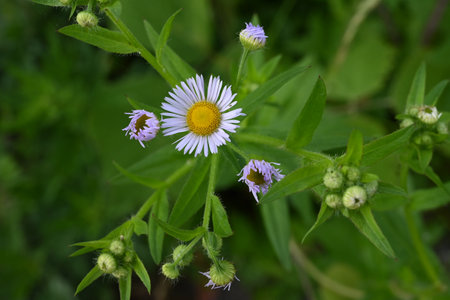 Annual fleabane (Erigeron annuus) flowers. It produces a yellow tubular flower in the center with white ligules around it.の写真素材