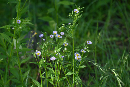 Annual fleabane (Erigeron annuus) flowers. Asteraceae plants. It produces a yellow tubular flower in the center with white ligules around it.の写真素材
