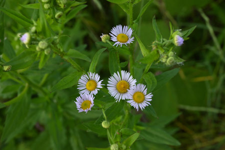 Annual fleabane (Erigeron annuus) flowers. It produces a yellow tubular flower in the center with white ligules around it.の写真素材