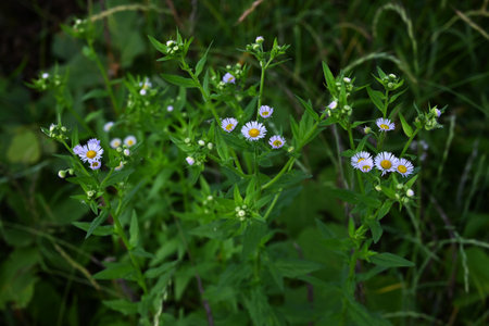 Annual fleabane (Erigeron annuus) flowers. Asteraceae biennial plants. It produces a yellow tubular flower in the center with white ligules around it.の写真素材