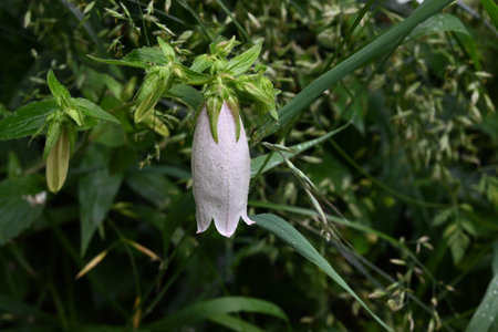 Spotted bellflower (Campanula punctata) flowers. Campanulaceae perennial plants. Bell-shaped flowers with purple spots on the inside of the petals bloom in early summer.の写真素材