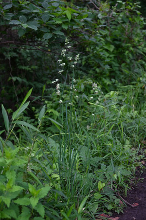 Orchard grass (Dactylis) flowers. Poaceae perennial plants. A weed that grows on roadsides and other places, it blooms in early summer and can cause hay fever.の写真素材