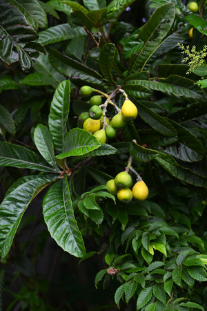 Loquat (Rhaphiolepis bibas) fruits. Rosaceae evergreen fruit tree. The fruits are accessory fruits that ripen to orange in early summer and are edible and medicinal.の写真素材