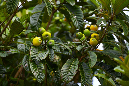 Loquat (Rhaphiolepis bibas) fruits. Rosaceae evergreen fruit tree. The fruits are accessory fruits that ripen to orange in early summer and are edible and medicinal.の写真素材
