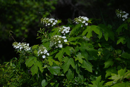 Oakleaf hydrangea ( Hydrangea quercifolia ) flowers. Hydrangeaceae drciduous shrub. White flowers...