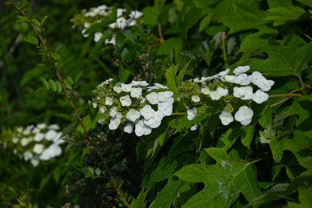 Oakleaf hydrangea ( Hydrangea quercifolia ) flowers. Hydrangeaceae drciduous shrub. White flowers bloom in pyramids in early summer. The leaves are incised and turn red in autumn.の写真素材