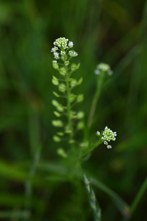 Wild pepper-grass (Lepidium virginicum) flowers. Brassicaceae biennial plants. Green-white flowers bloom in spike-shaped inflorescences in early summer.の写真素材