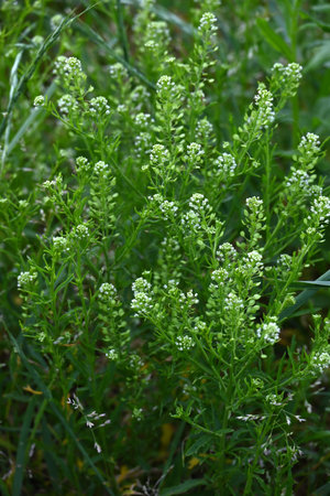 Wild pepper-grass (Lepidium virginicum) flowers. Brassicaceae biennial plants. Green-white flowers bloom in spike-shaped inflorescences in early summer.の写真素材
