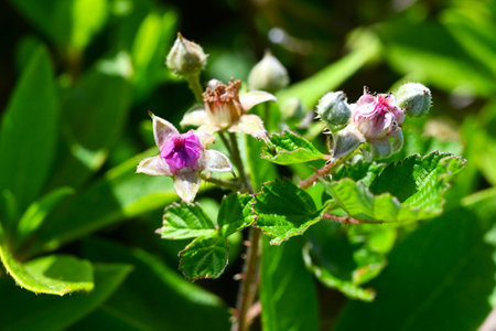Rubus parvifolius flowers. Rosaceae deciduous creeping shrub. Beautiful pink five-petal flowers bloom in early summerの写真素材