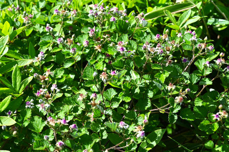 Rubus parvifolius flowers. Rosaceae deciduous creeping shrub. Beautiful pink five-petal flowers bloom in early summerの写真素材