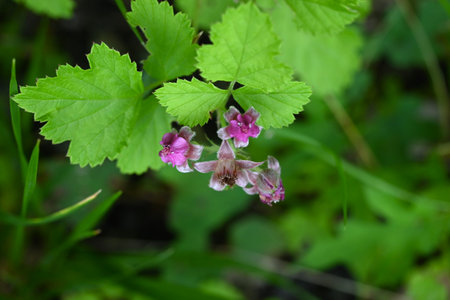 Rubus parvifolius flowers. Rosaceae deciduous creeping shrub. Beautiful pink five-petal flowers bloom in early summerの写真素材