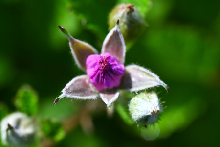 Rubus parvifolius flowers. Rosaceae deciduous creeping shrub. Beautiful pink five-petal flowers bloom in early summerの写真素材