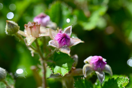 Rubus parvifolius flowers. Rosaceae deciduous creeping shrub. Beautiful pink five-petal flowers bloom in early summerの写真素材