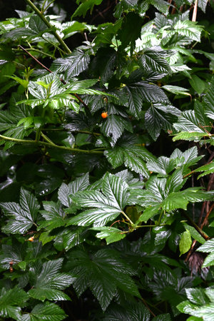 Rubus trifidus berries. Rosaceae semi-evergreen shrub. Produces orange aggregates in early summer.の写真素材