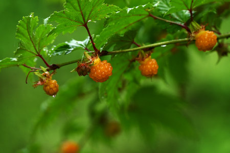Rubus trifidus berries. Rosaceae semi-evergreen shrub. Produces orange aggregates in early summer.の写真素材