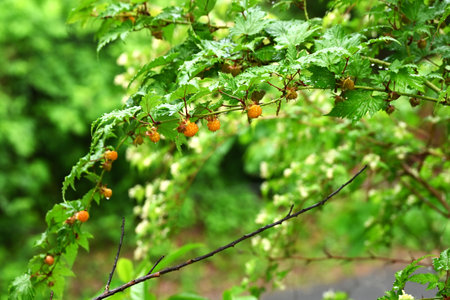 Rubus trifidus berries. Rosaceae semi-evergreen shrub. Produces orange aggregates in early summer.の写真素材