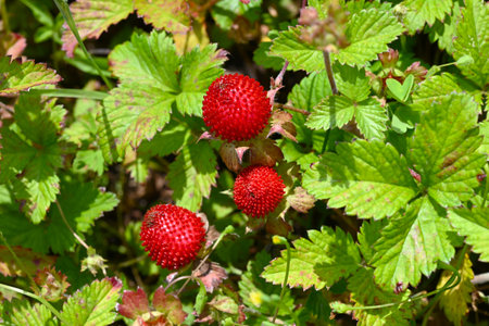 Indian strawberry (Potentilla indica) berries. Rosaceae perennial plants. They creep along the ground with stolon and produce red berries in early summer.の写真素材