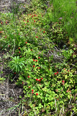 Indian strawberry (Potentilla indica) berries. Rosaceae perennial plants. They creep along the...