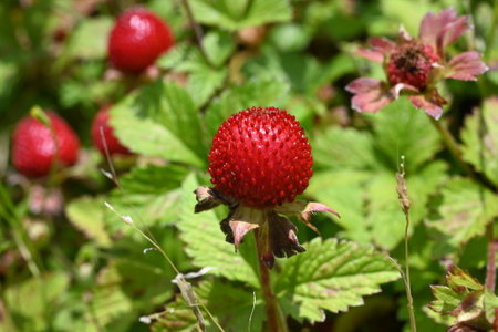 Indian strawberry (Potentilla indica) berries. Rosaceae perennial plants. They creep along the ground with stolon and produce red berries in early summer.の写真素材