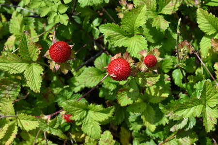 Indian strawberry (Potentilla indica) berries. Rosaceae perennial plants. They creep along the ground with stolon and produce red berries in early summer.の写真素材