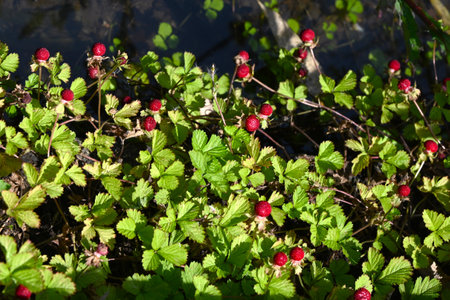 Indian strawberry (Potentilla indica) berries. Rosaceae perennial plants. They creep along the ground with stolon and produce red berries in early summer.の写真素材