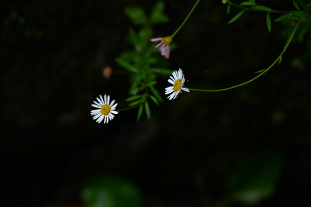 Erigeron (Mexican fleabane) flowers. Asteraceae perennial plants. Small white flowers bloom from late spring to autumn and turn red.の写真素材