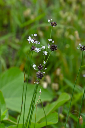Wild rocamble flowers. Amaryllidaceae perennial plants. In early summer, they produce bulbils and pale reddish purple flowers. The bulbs are edible and used as a herbal medicine.の写真素材