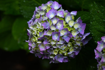 A close-up image of a hydrangea flower. Hydrangeas in the rainy season are one of Japan's representative flowers that help us feel the change of seasons.の写真素材