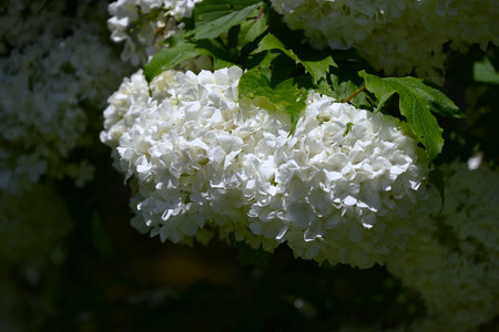 Viburnum opulus flowers. Adoxaceae deciduous shrub. The leaves are three-lobed and white flowers bloom in early summer.の写真素材