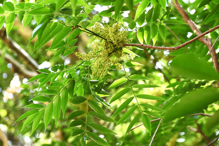 Japanese wax tree flowers. Anacardiaceae deciduous tree. Dioecious, it produces small yellow-green flowers in panicles in early summer. Its fruits are used to extract wax.の写真素材