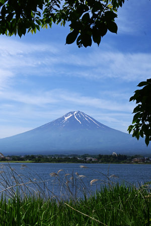 Tourism in Japan. Mount Fuji seen from Lake Kawaguchi in Yamanashi Prefecture in June. I'm looking forward to the mountain opening in July.の写真素材